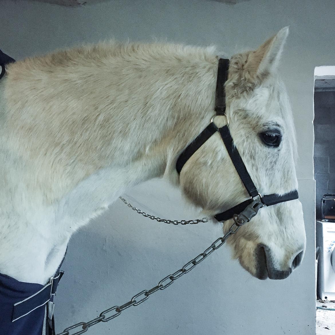 Connemara Nygaards kasper billede 5