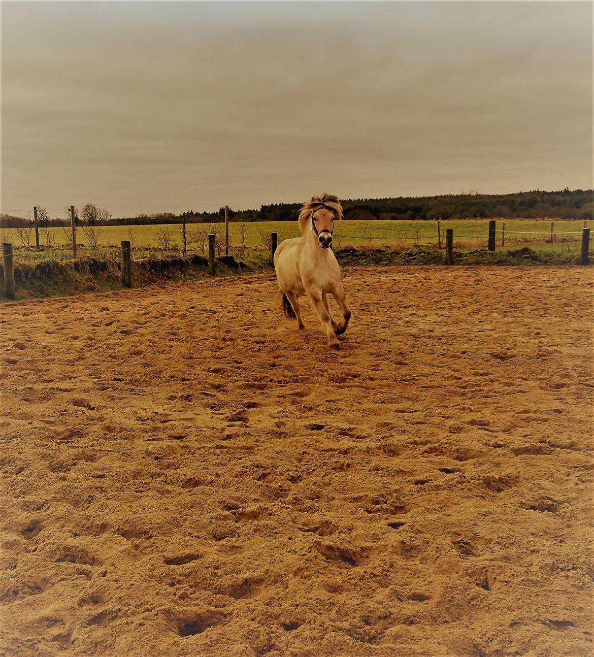 Fjordhest Rimbo møldrup billede 3