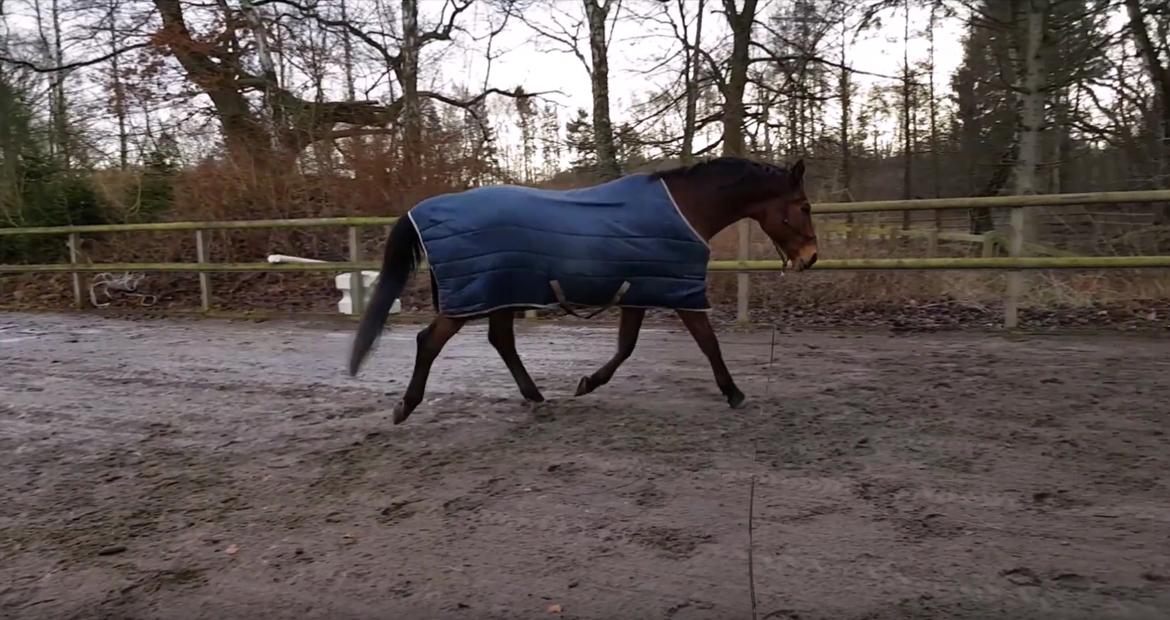 Dansk Varmblod Igen Firfod billede 7