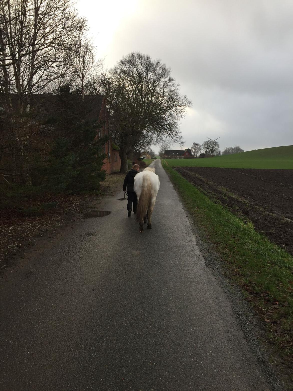 Connemara Nygaards kasper billede 6