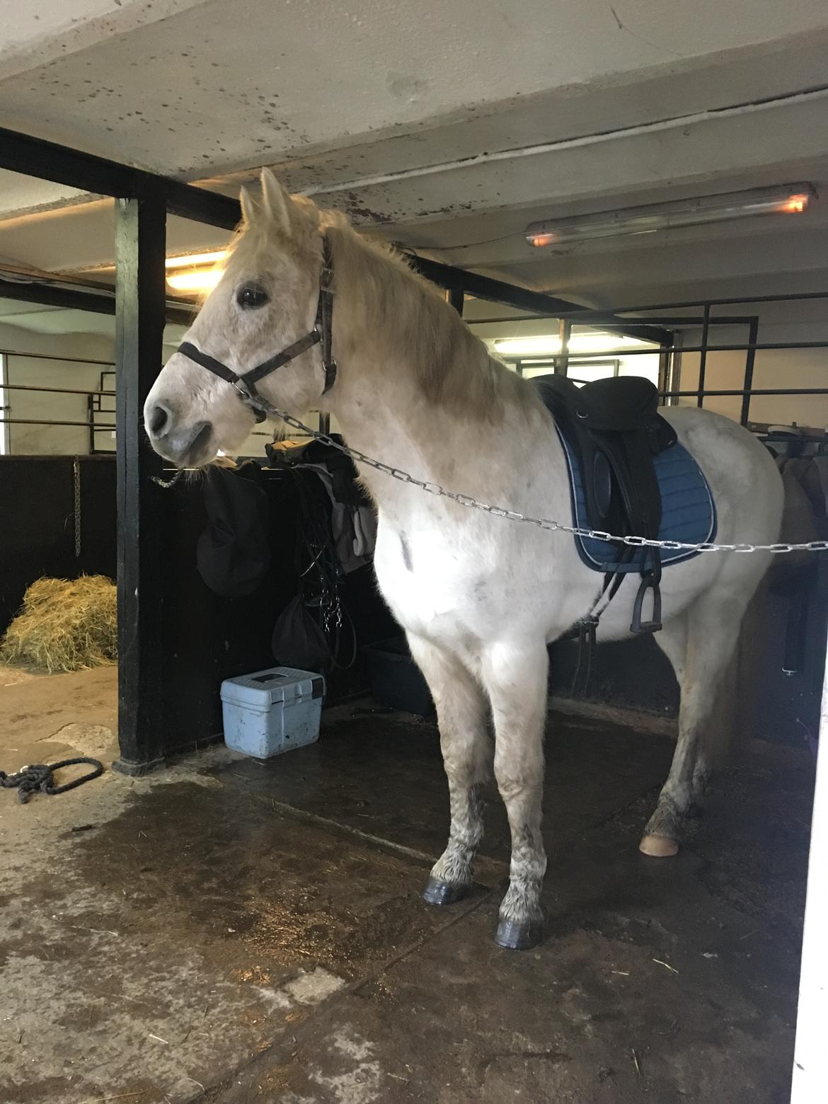 Connemara Nygaards kasper billede 7