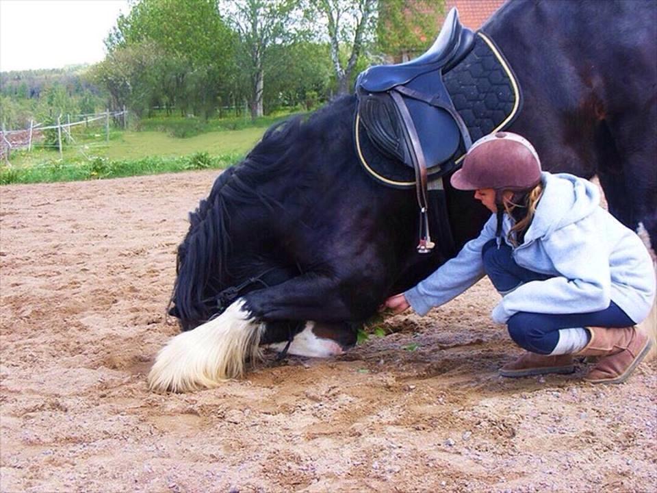 Irish Cob Sir Victor Of Ireland, solgt billede 3