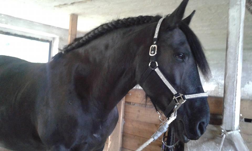 Barockpferd Madonna ( tidligere hest) billede 2