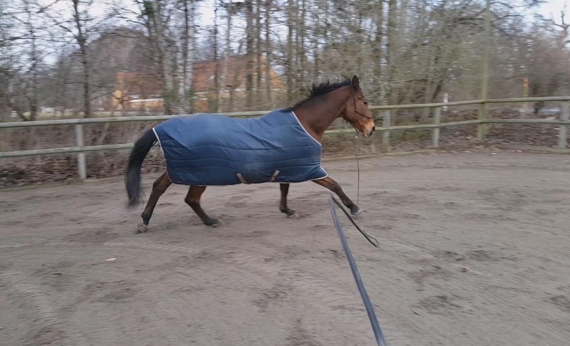 Dansk Varmblod Igen Firfod billede 9