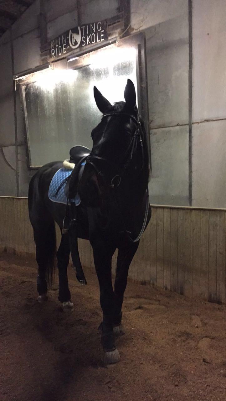 Holstener Le Figaro billede 11