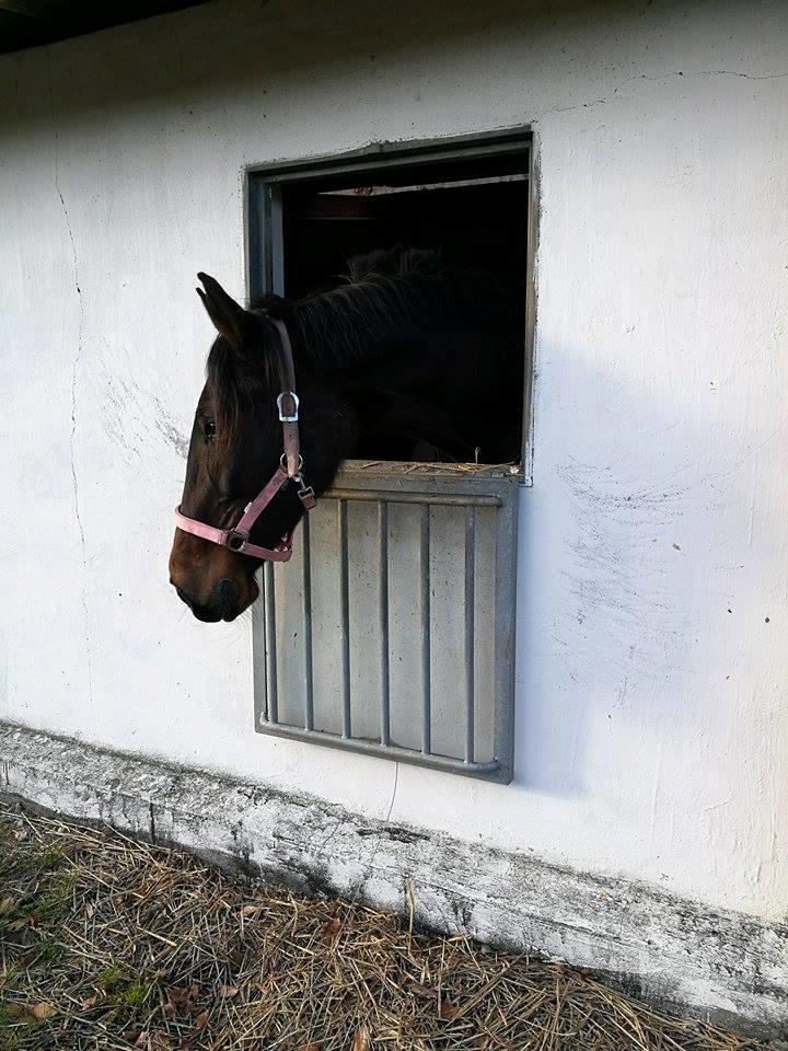 Standardbred Onki *Sille* billede 31