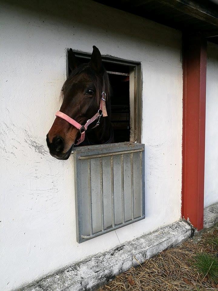 Standardbred Onki *Sille* billede 1