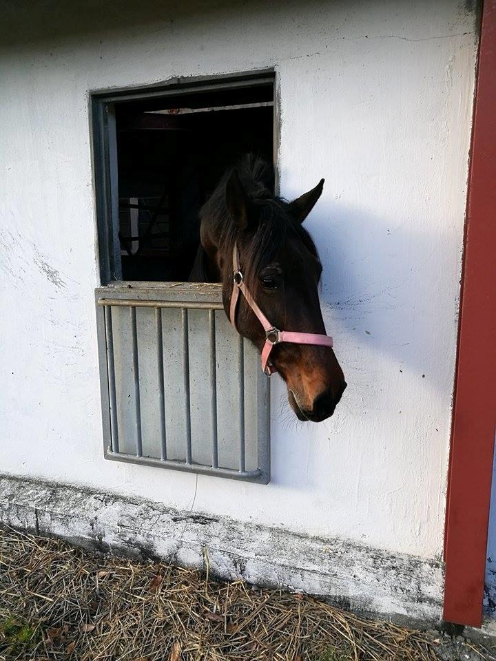 Standardbred Onki *Sille* billede 33