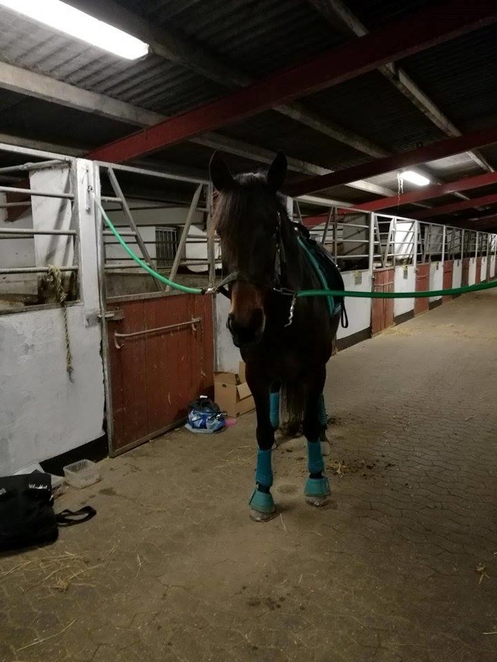 Standardbred Onki *Sille* billede 32