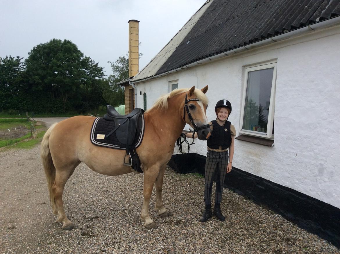 Haflinger Lucky  - Fra i sommers hvor Lucky var rimelig tyk! billede 11