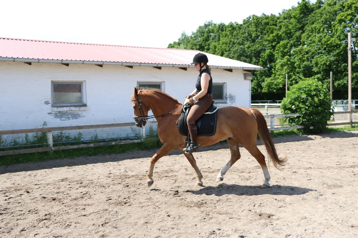 Frederiksborg Frederik billede 8