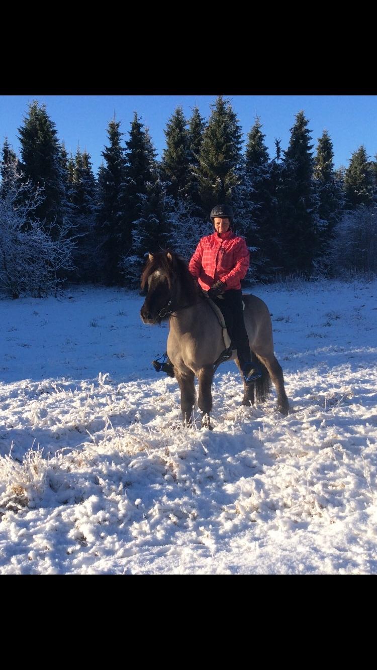 Islænder Þór frá tjörn billede 3