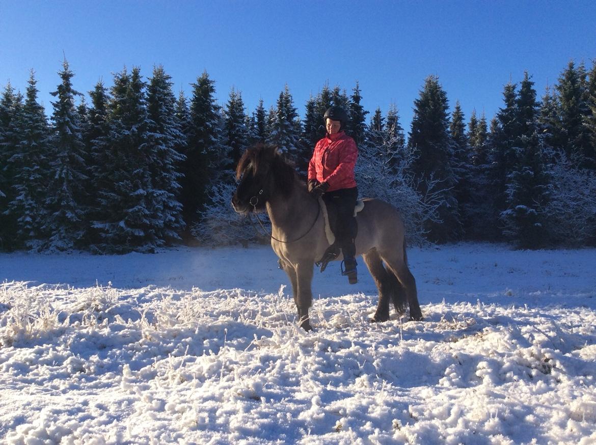 Islænder Þór frá tjörn billede 4