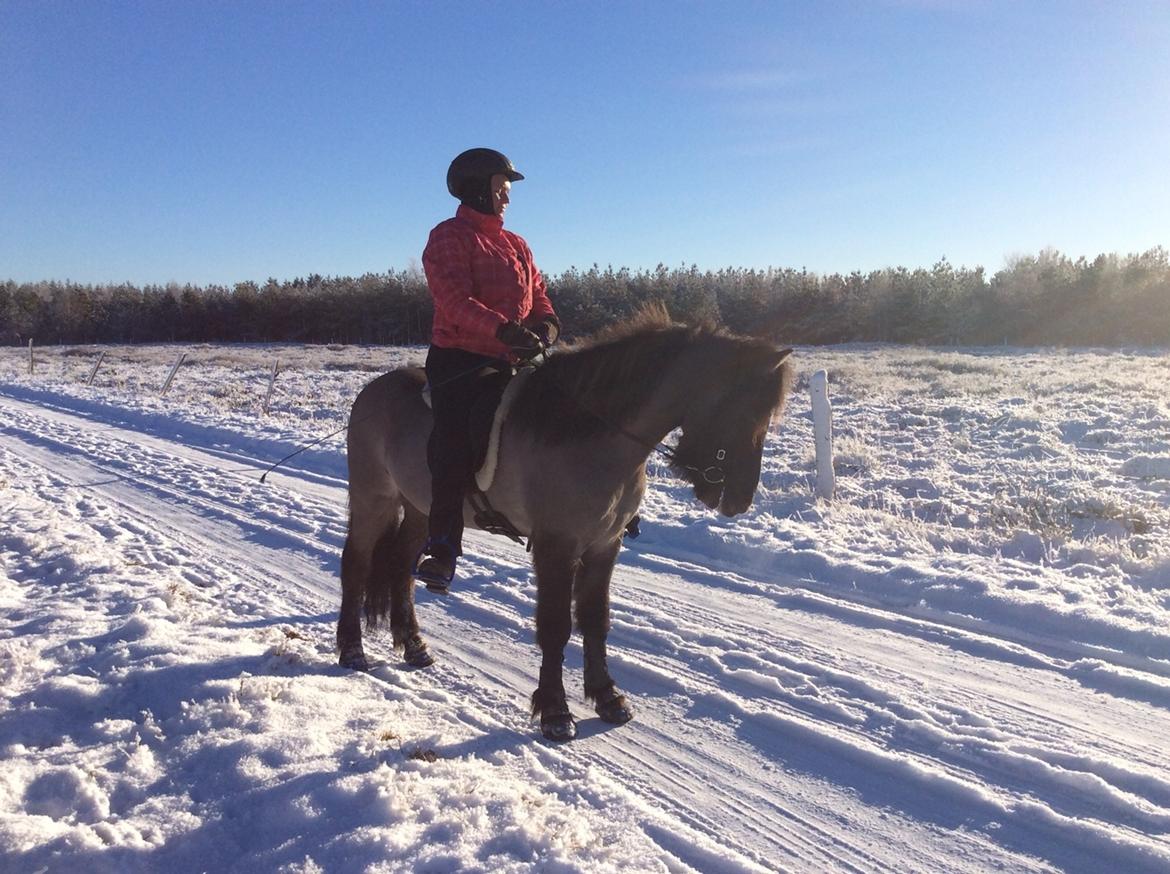 Islænder Þór frá tjörn billede 8