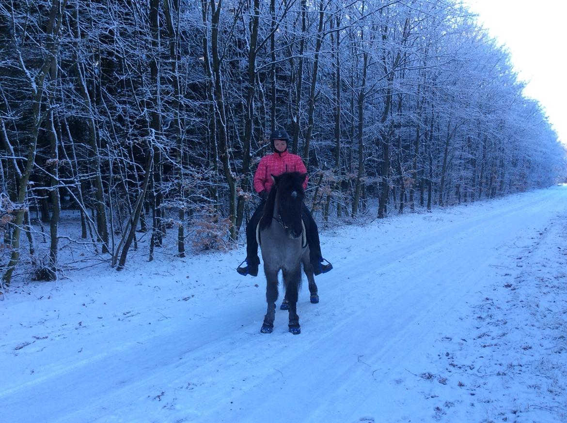 Islænder Þór frá tjörn billede 10