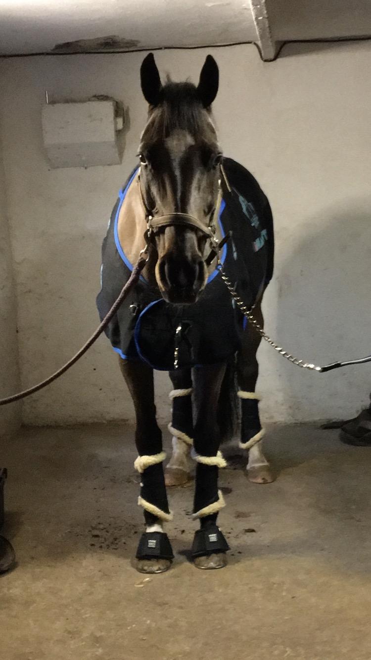 Dansk Varmblod Leana lyngkær billede 3