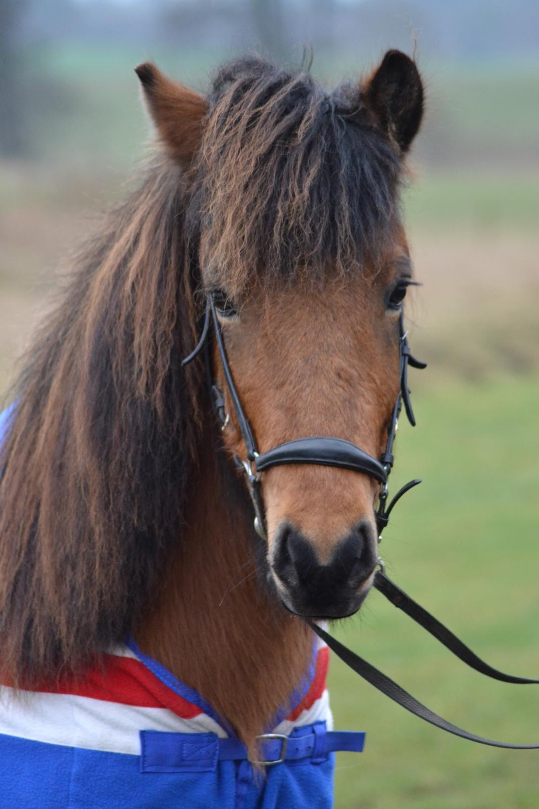 Islænder Freyr fra Lorenzminde (Min hjerte ven) billede 4