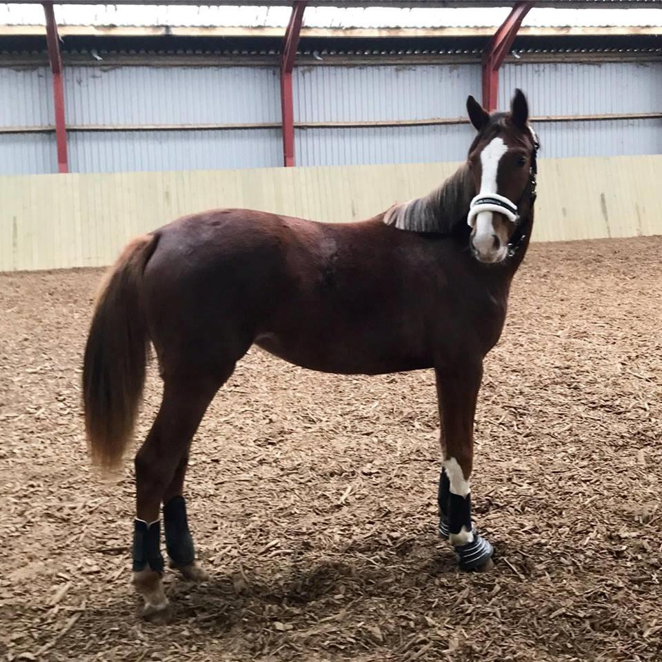 Dansk Varmblod Gørklintgårds Gratia - Første gang med gamacher samt klokker. billede 13