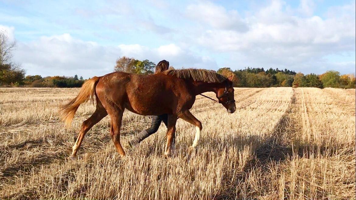 Dansk Varmblod Gørklintgårds Gratia billede 14
