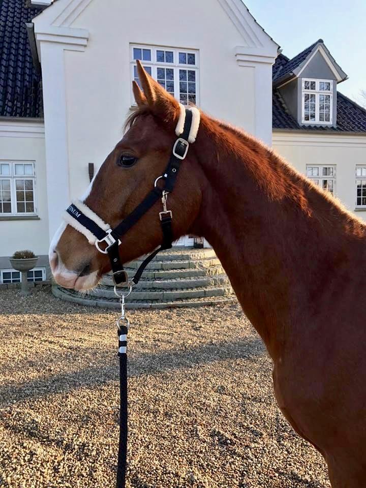 Dansk Varmblod Gørklintgårds Gratia billede 15
