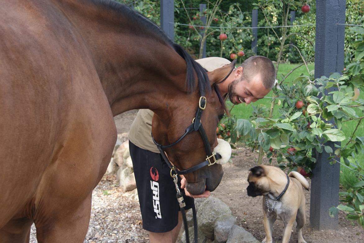 Dansk Varmblod Solbakken's Rocksley - Rocky, min bror, og min mors hund Bailey. billede 1