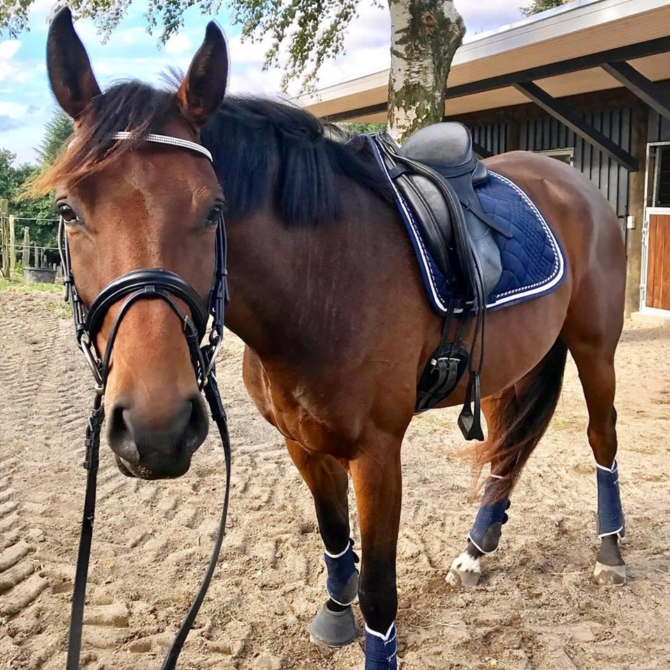 Dansk Varmblod Solbakken's Rocksley - Efter træning i sommer 2016 :-) billede 2