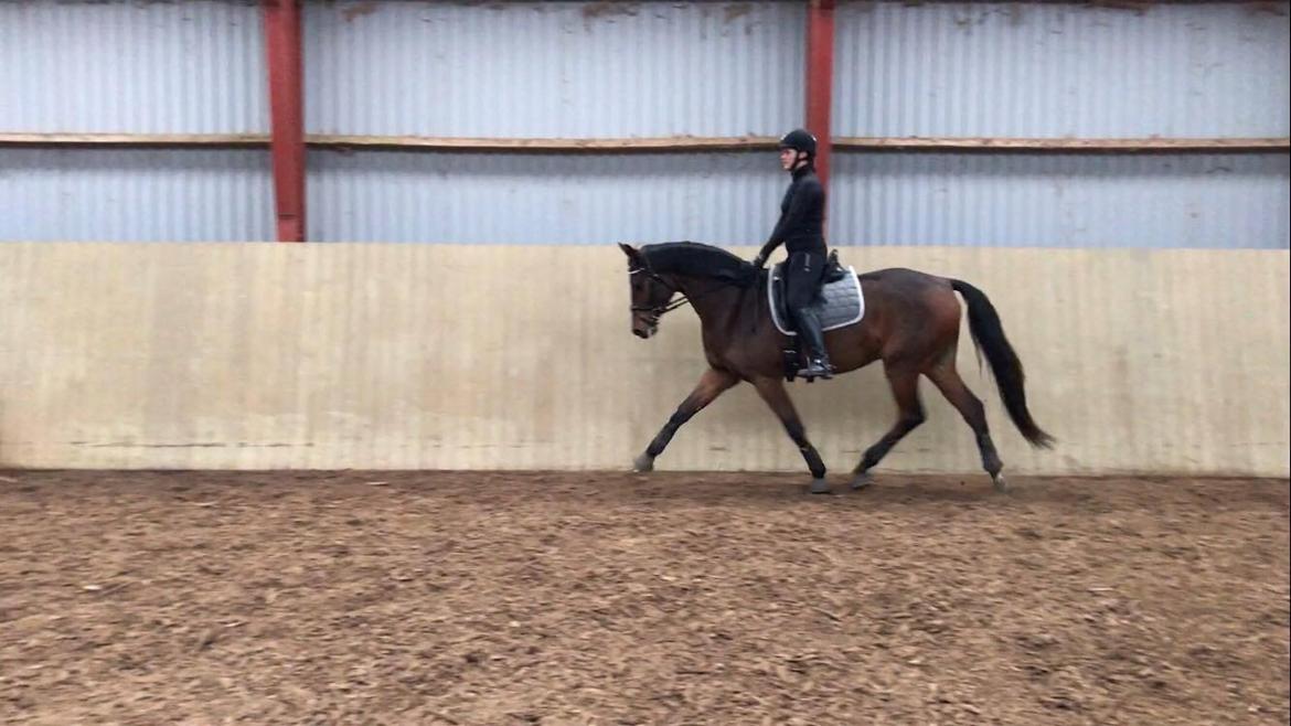 Dansk Varmblod Solbakken's Rocksley - Træning søndag den 22. januar 2017 billede 4