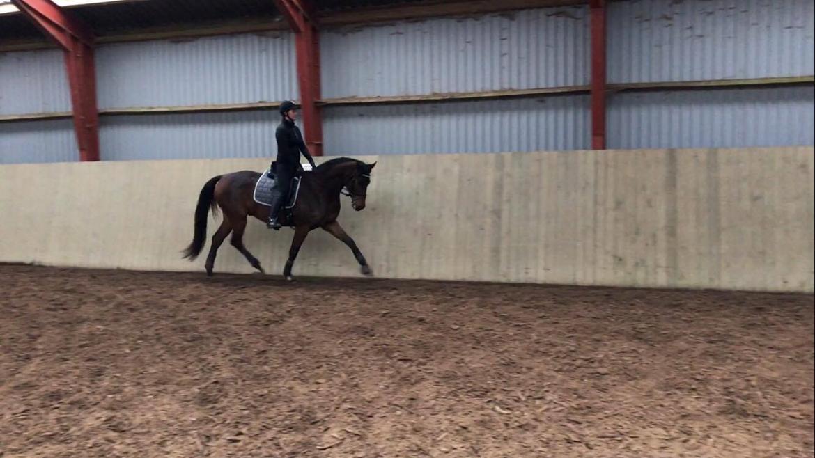 Dansk Varmblod Solbakken's Rocksley - Træning søndag den 22. januar 2017 billede 5