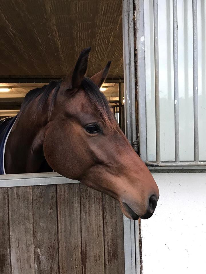 Dansk Varmblod Solbakken's Rocksley billede 6