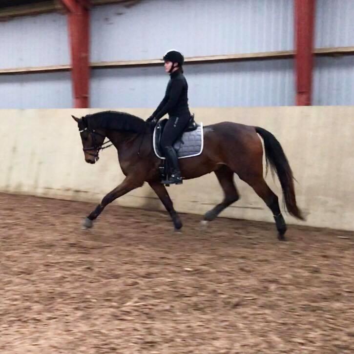 Dansk Varmblod Solbakken's Rocksley - Træning søndag den 22. januar 2017 billede 8