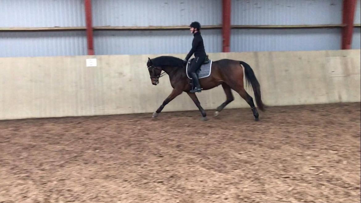 Dansk Varmblod Solbakken's Rocksley - Træning søndag den 22. januar 2017 billede 9