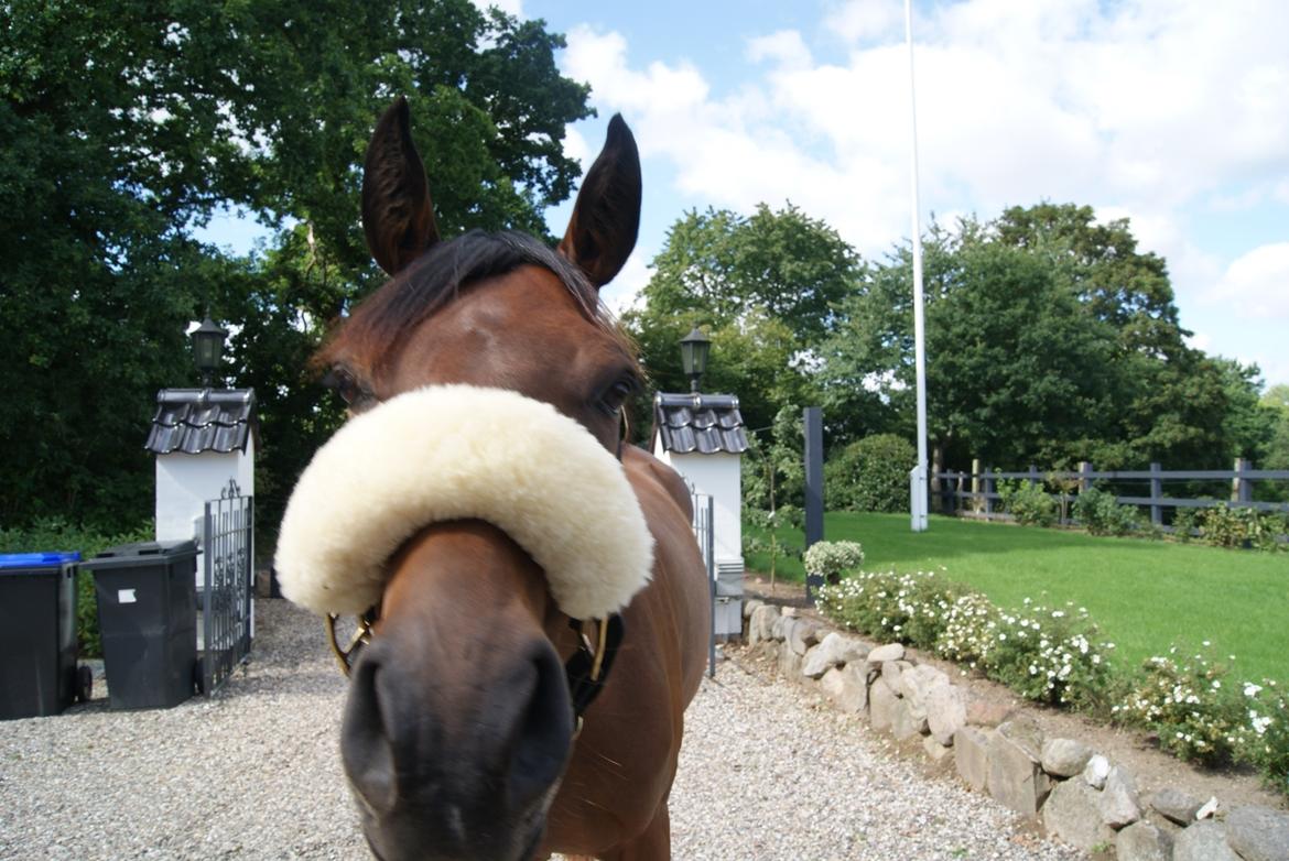 Dansk Varmblod Solbakken's Rocksley billede 7