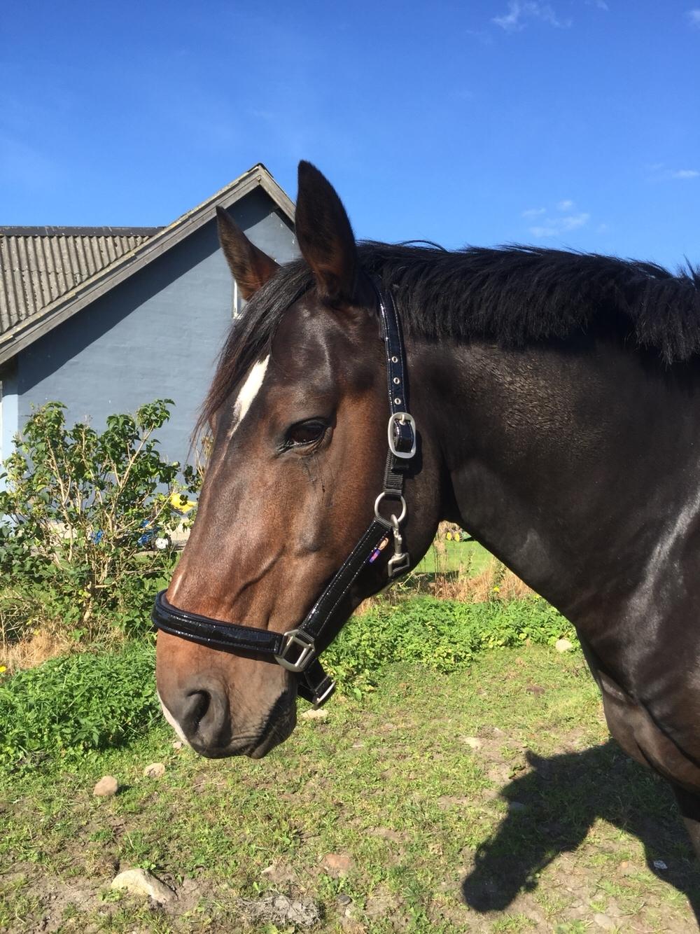 Oldenborg Vestergaard´s Rafinel billede 35