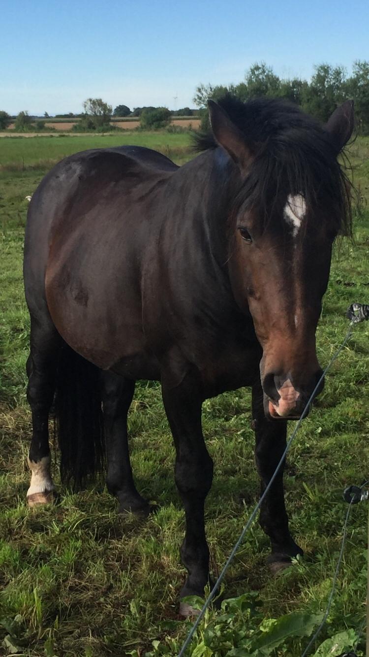 Oldenborg Vestergaard´s Rafinel billede 39