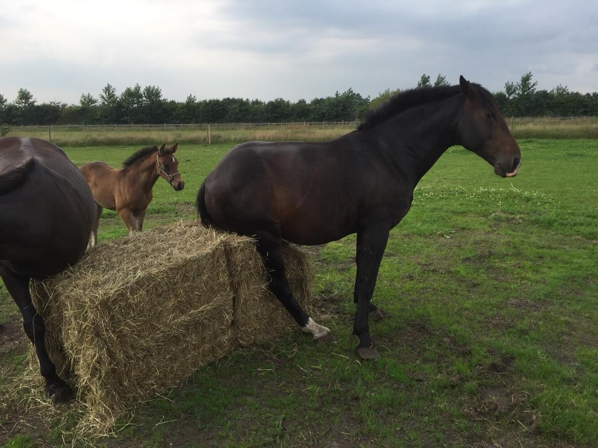 Oldenborg Vestergaard´s Rafinel billede 40