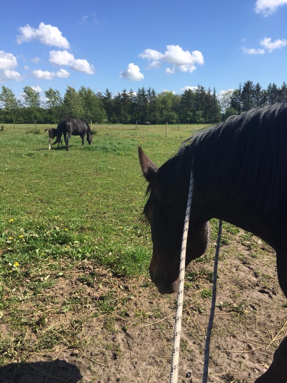 Oldenborg Vestergaard´s Rafinel billede 45