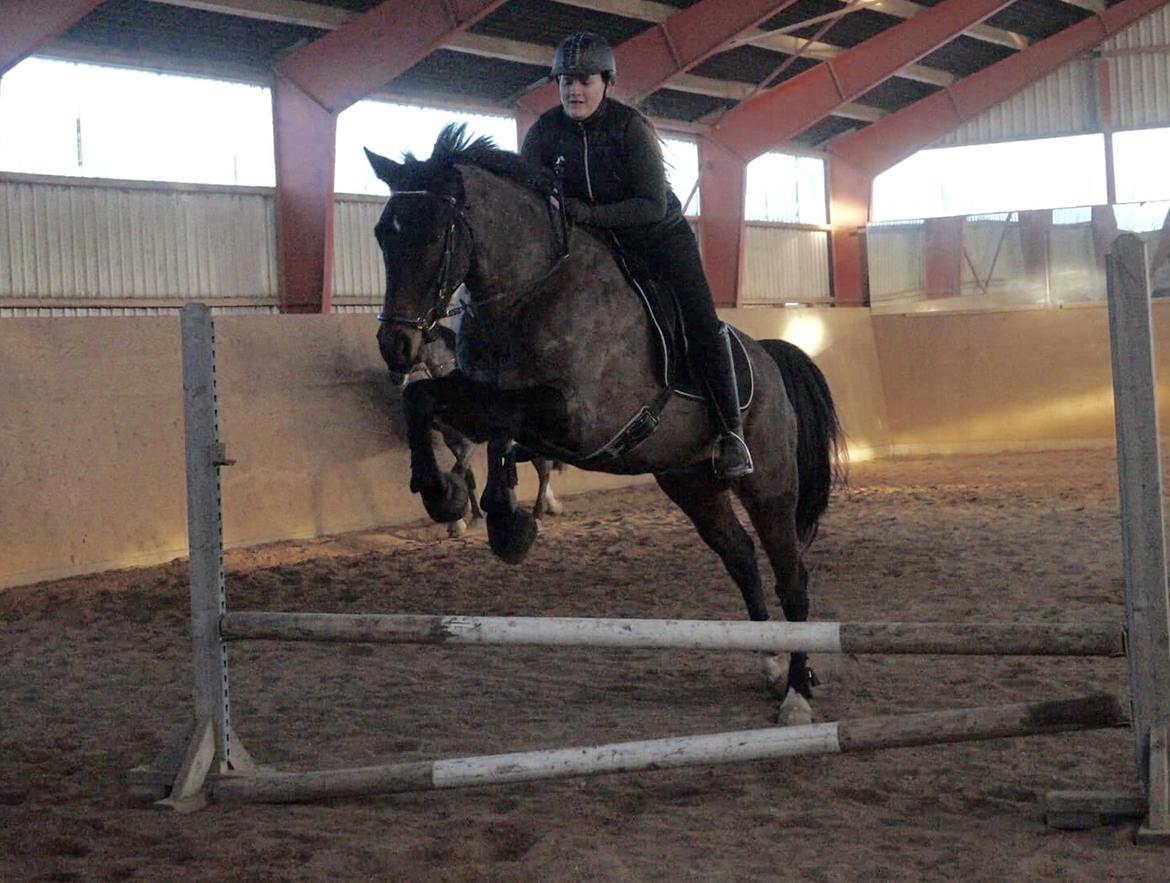 Dansk Varmblod Lindelofs Dijon billede 3