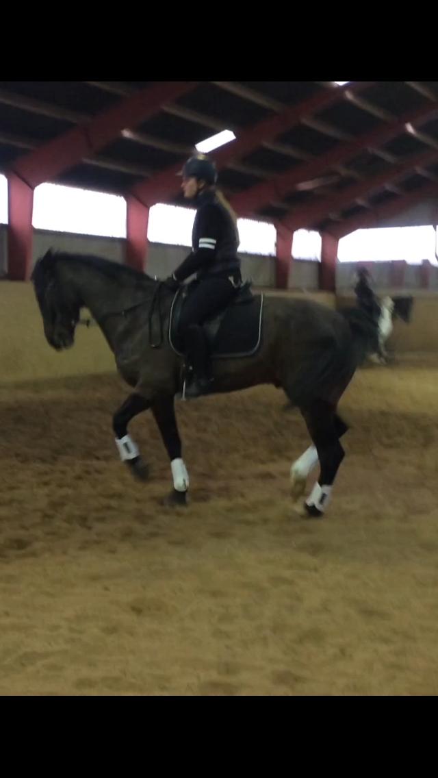 Dansk Varmblod Lindelofs Dijon billede 6