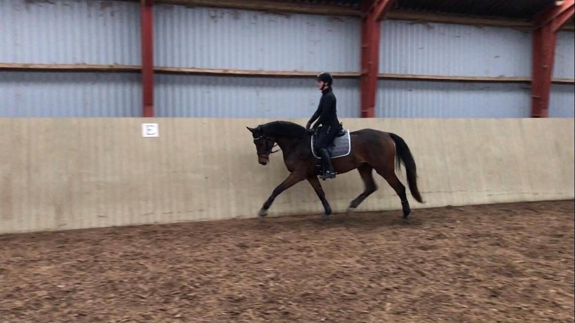 Dansk Varmblod Solbakken's Rocksley - Træning søndag den 22. januar 2017 billede 3