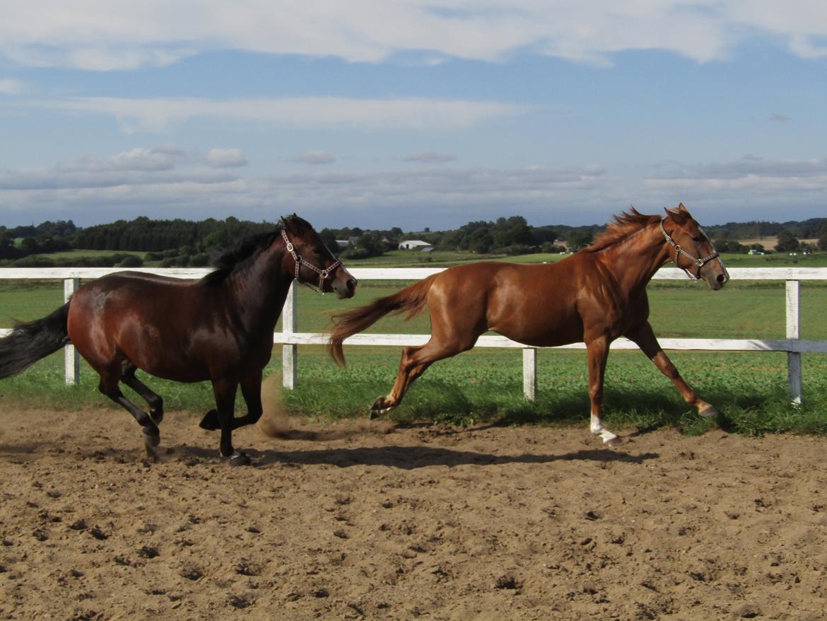 Anden særlig race Lakie billede 6