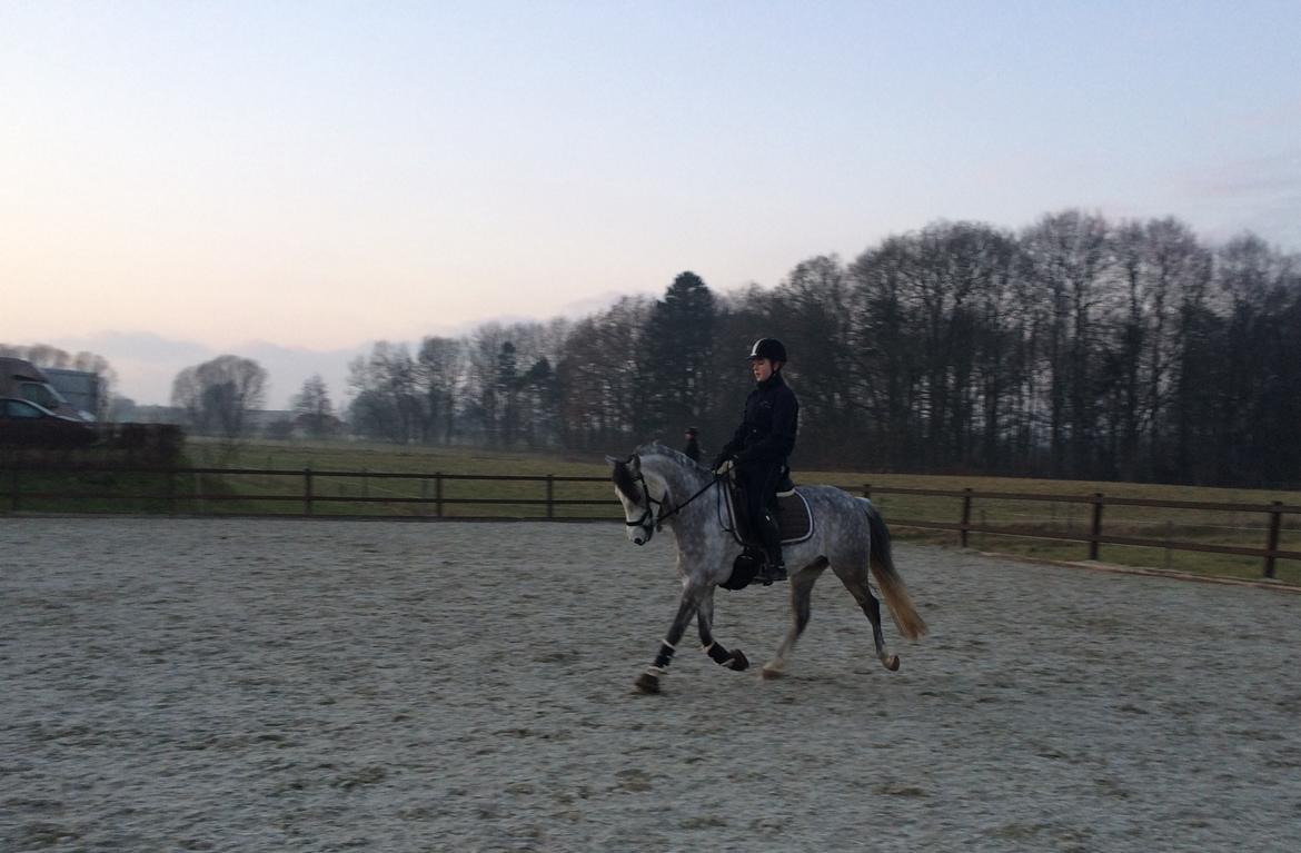 Welsh Pony (sec B) Kirkelodgaard's Milan billede 14