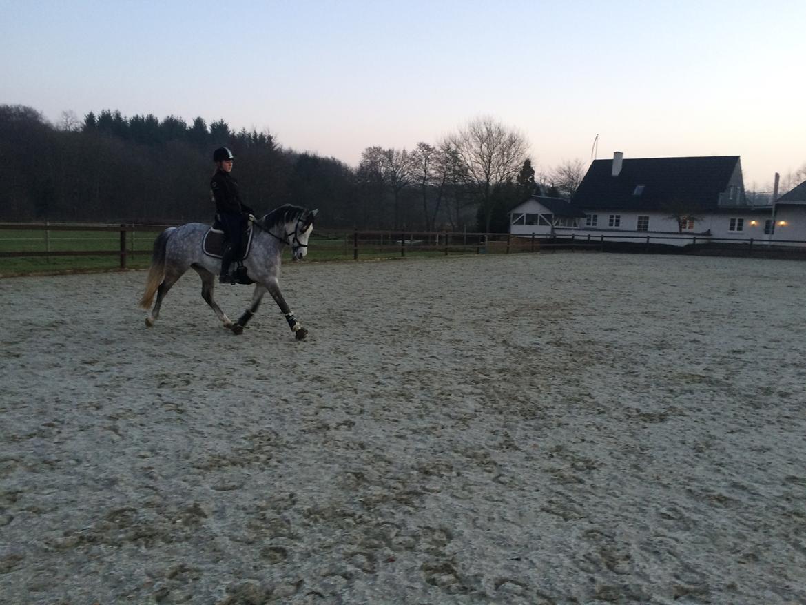 Welsh Pony (sec B) Kirkelodgaard's Milan billede 15