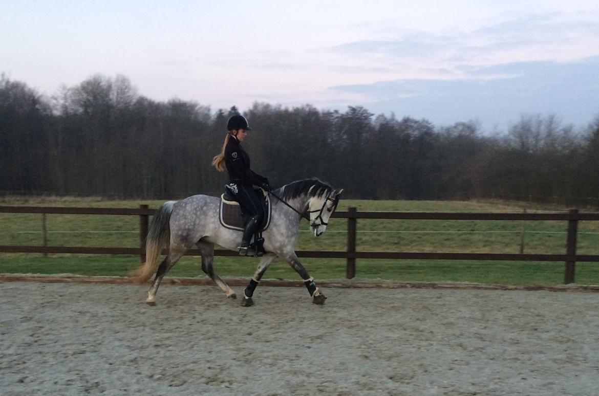 Welsh Pony (sec B) Kirkelodgaard's Milan billede 16