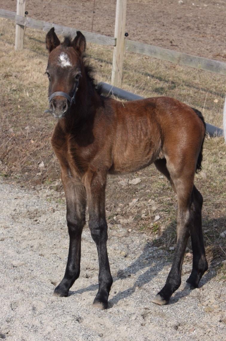 Connemara Asasara Hugin billede 8