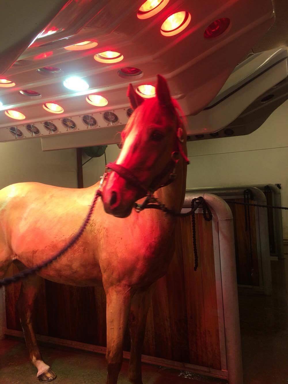 DSP Rawa's Dolce billede 8