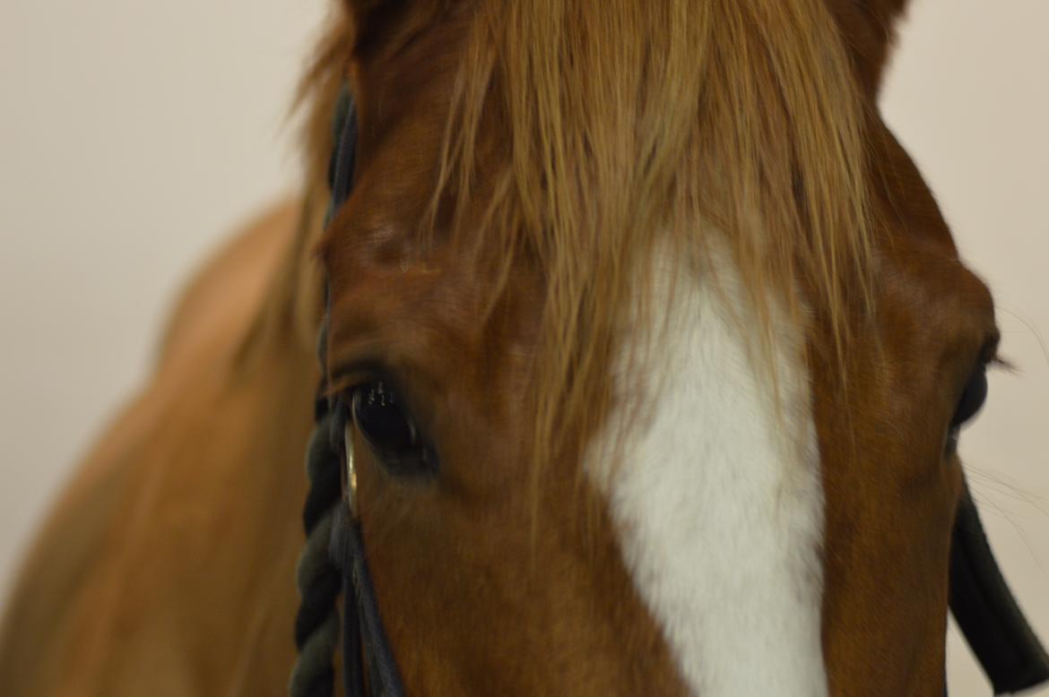 DSP Rawa's Dolce billede 7