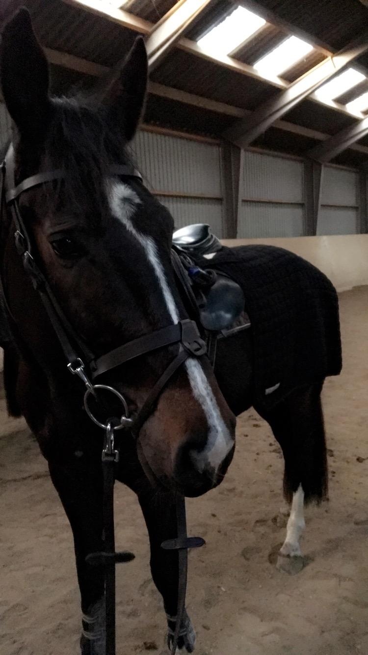 Tysk Oldenburger Trivaldo billede 14