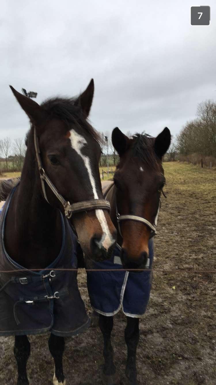 Tysk Oldenburger Trivaldo billede 11