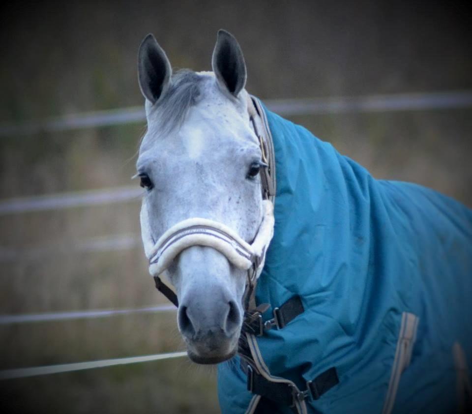 Tysk Oldenburger Edinburgh billede 4