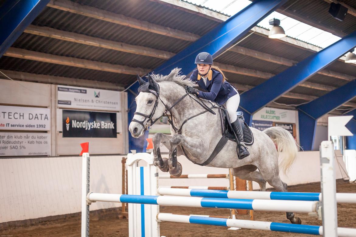 Tysk Oldenburger Edinburgh billede 6